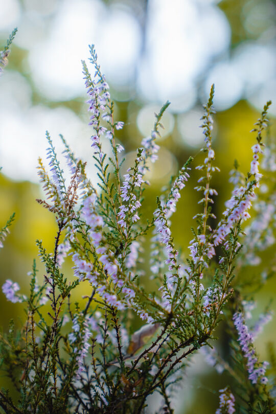 Nature Photography 10